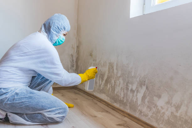 Licensed Mold Remediation service in Chelsea, MI - WQB Mold Removal